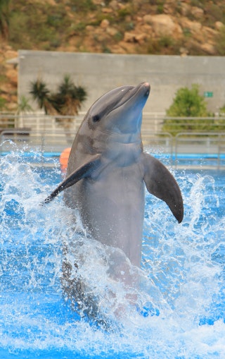 Dolphin Swim