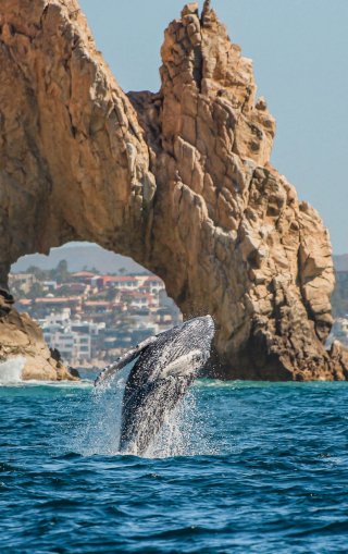 Whale Whatching